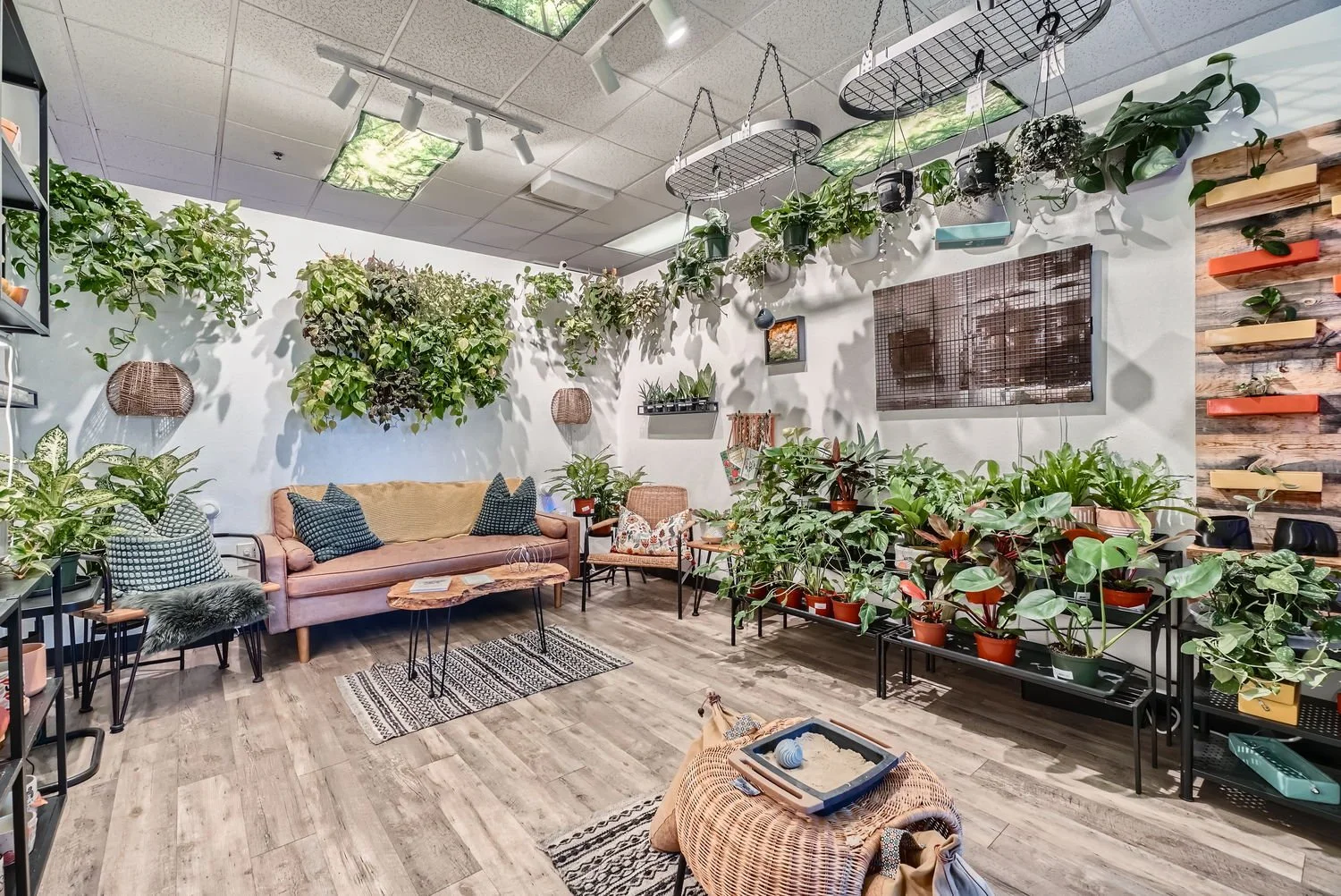 Indoor Plant Care