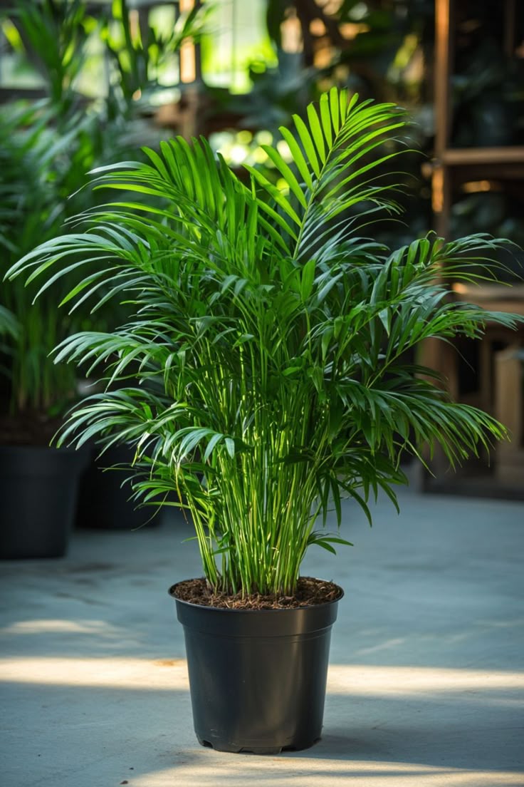 Areca Palm Plant